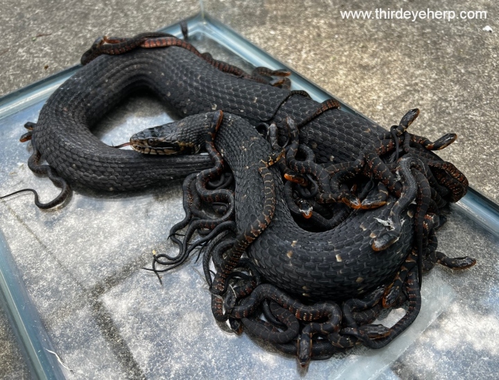 Florida Banded Water Snake